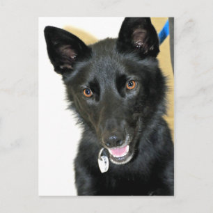 Belgian Sheepdog-Shepherd Postcard