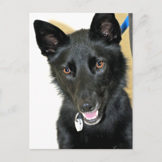 Belgian Sheepdog-Shepherd Postcard (Front)