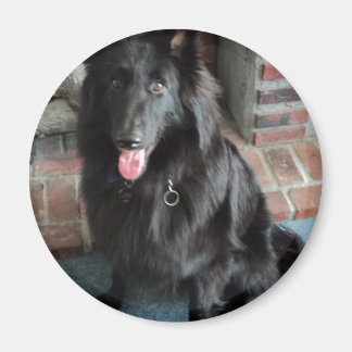 Belgian Shepherd aka "The Black Wolf" Magnet