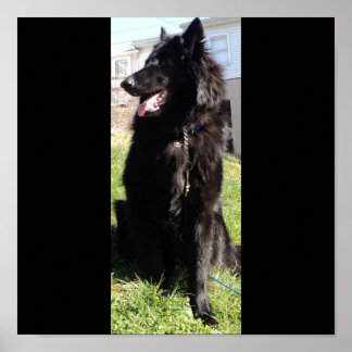 Belgian Shepherd aka "The Black Wolf" Poster