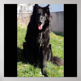 Belgian Shepherd aka "The Black Wolf" Poster