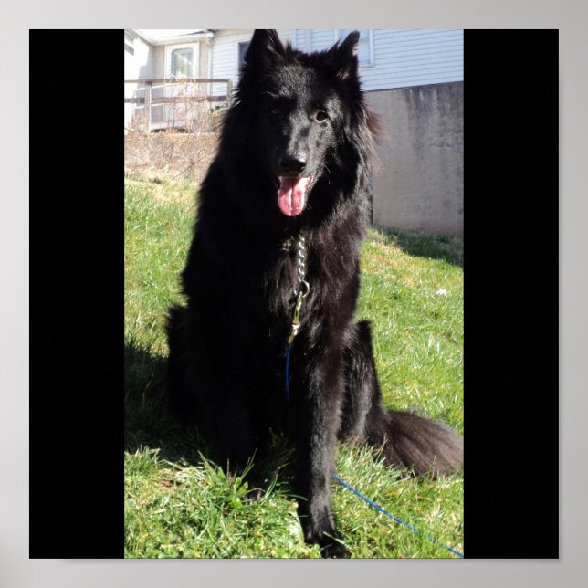 Belgian Shepherd aka "The Black Wolf" Poster (Front)