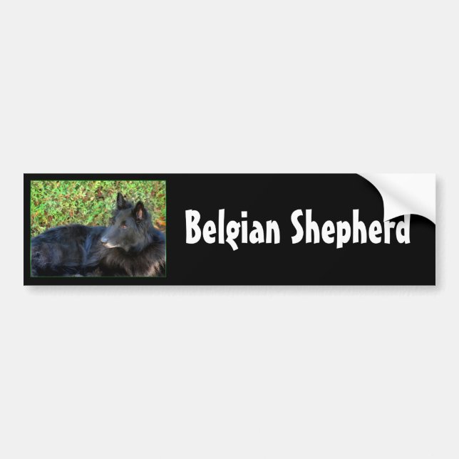 Belgian Shepherd bumper sticker (Front)