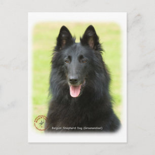 Belgian Shepherd Dog 9M031D-24 Postcard