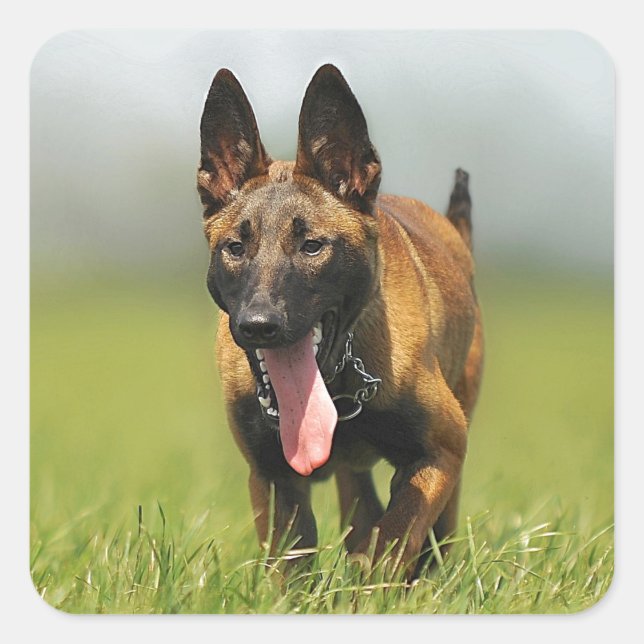 Belgian Shepherd Dog Square Sticker (Front)