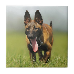 Belgian Shepherd Dog Tile