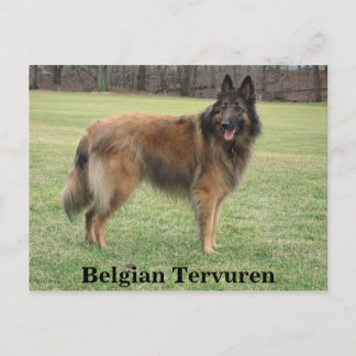 Belgian Shepherd Postcard