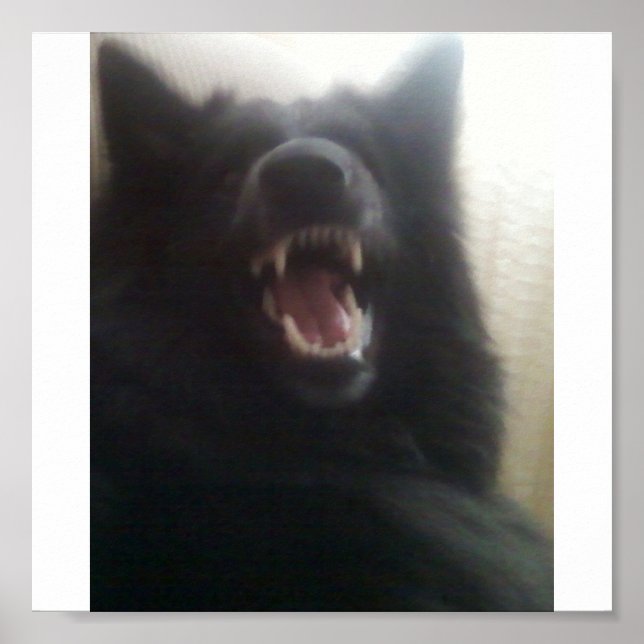 Belgian Shepherd's Teeth aka "The Black Wolf" Poster (Front)