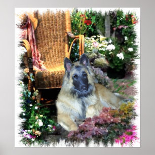 Belgian Tervuren Art Print
