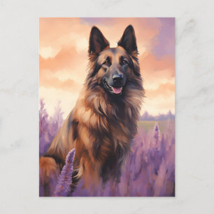 Belgian Tervuren in Lavender field Postcard