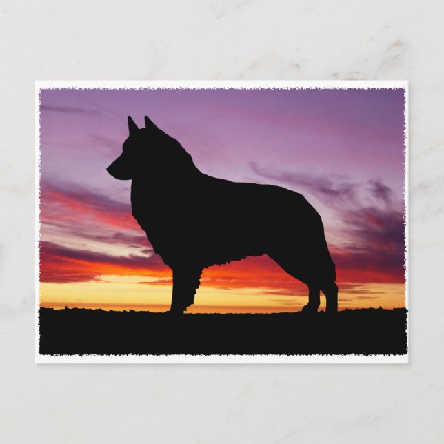 Belgian Tervuren Postcard (Front)