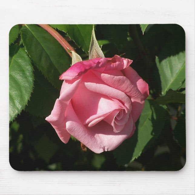 Belinda's Dream Pink Rose Mousepad (Front)