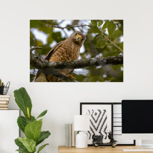 Belise Bird, Funny Brown Roadside Hawk Poster