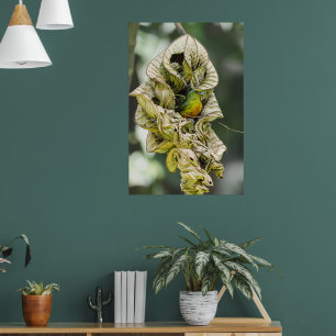 Belise Bird, Green Olive Backed Euphonia Poster