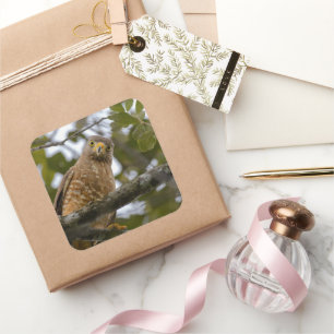 Belise Brown Roadside Hawk Bird Photography Square Sticker