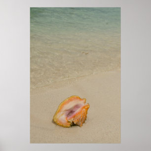 Belise, Caribbean Sea, Glover's Reef. Conch Poster