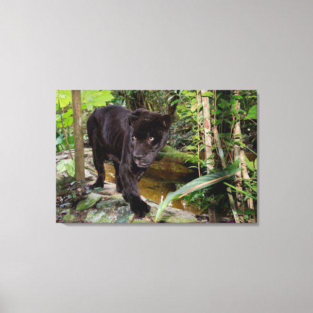 Belise City Zoo. Black panther Canvas Print (Front)