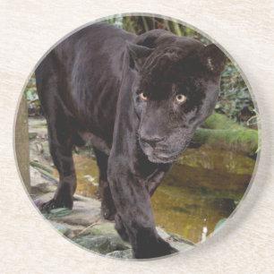 Belise City Zoo. Black panther Coaster