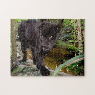 Belise City Zoo. Black panther Jigsaw Puzzle