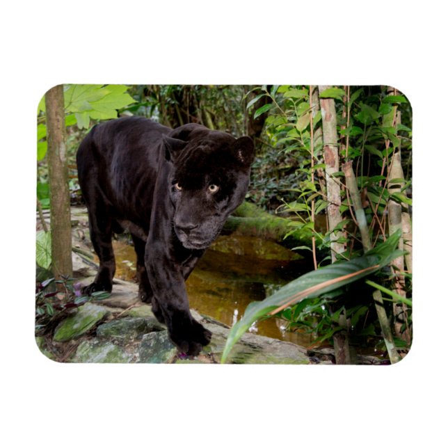 Belise City Zoo. Black panther Magnet (Horizontal)