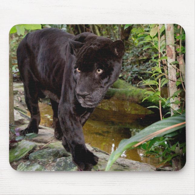 Belise City Zoo. Black panther Mouse Mat (Front)