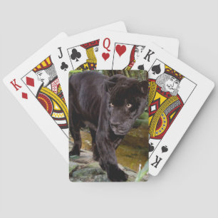Belise City Zoo. Black panther Playing Cards