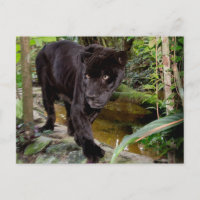 Belise City Zoo. Black panther