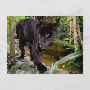 Belise City Zoo. Black panther Postcard