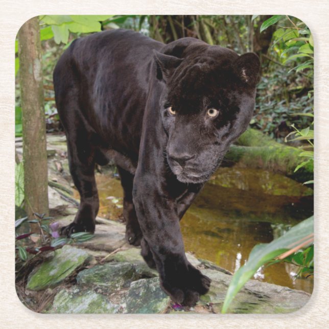 Belise City Zoo. Black panther Square Paper Coaster (Front)