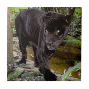 Belise City Zoo. Black panther Tile