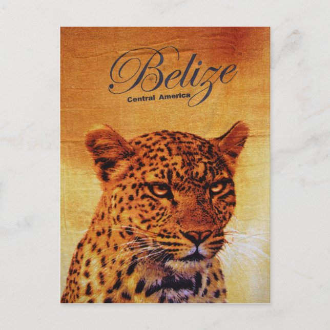 Belise Jaguar Postcard (Front)