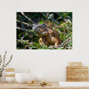 Belise Lizard, Peaceful Orange Iguana Poster