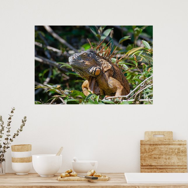 Belise Lizard, Peaceful Orange Iguana Poster (Kitchen)