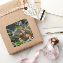 Belise Orange Iguana Lizard Photography