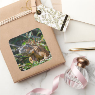 Belise Orange Iguana Lizard Photography Square Sticker