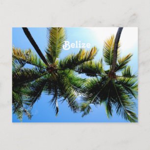 Belise Palm Trees Postcard