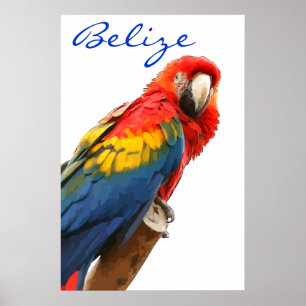 Belise Scarlet Macaw Poster