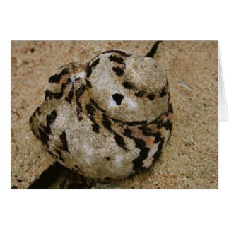 Belise Shell