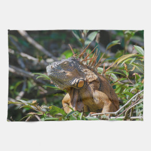 Belise Wildlife: Orange Iguana Lizard Photography Tea Towel