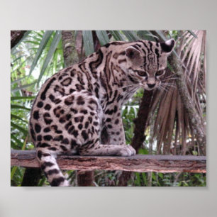 Belise Zoo Poster