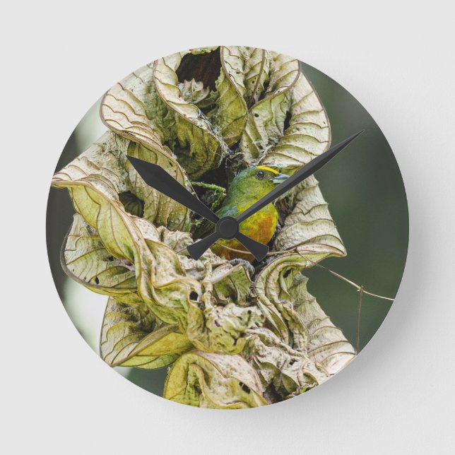 Belizean Colourful Harmony: Olive Euphonia Photo Round Clock (Front)