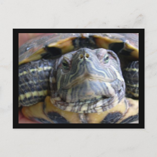 Belka close up postcard (Front)