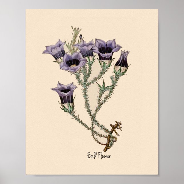 Bell Flower Botanical Poster (Front)