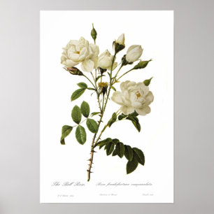 Bell rose by Pierre-Joseph Redoute Poster