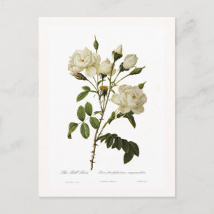 Bell rose postcard