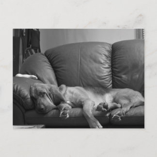 Bella Bloodhound Post Card