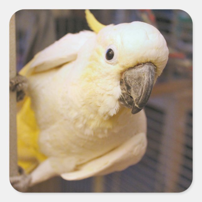 Bella boy square sticker (Front)