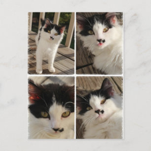 Bella kitten postcard