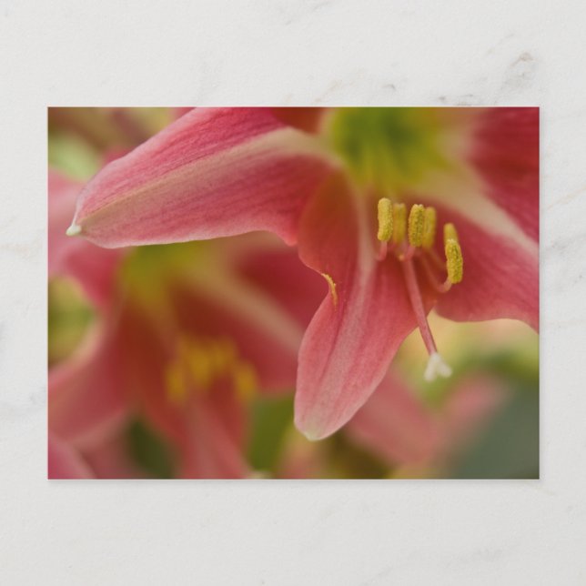 Belladonna Lily Postcard (Front)