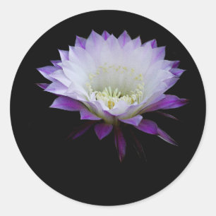 Belle of the ball night bloomer classic round sticker